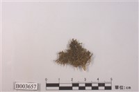 藏品(帶葉蘚屬)的圖片